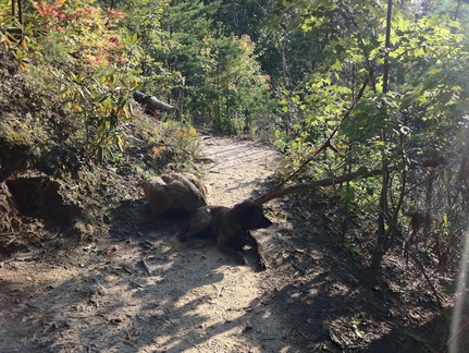 Auxier Ridge, a year after the fire